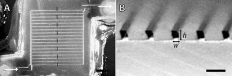 Optical micrographs showing top (a) and cross-sectional (b) views of a calcium alginate microfluidic biomaterial. The scale bars are 2.5 mm (a) and 500 µm (b). (Adapted with permission. Copyright 2005, American Chemical Society.)