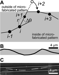 (A) A schematic of the simulation method. The position of a MT leading end is generated according to the off-lattice Monte Carlo simulation employing experimentally determined parameters, until it crosses a boundary of a microfabricated pattern. When it crosses a boundary, the position is folded onto the boundary as shown for point (i
+ 2). (B) A computer simulated trajectory of a MT moving within a 2.5 µm width channel from left to right. (C) A typical movement of a MT within a microfabricated straight channel. Reproduced with permission from Langmuir, 2003, 19, 1738–1744. Copyright 2003 American Chemical Society.