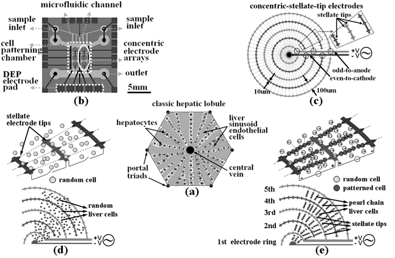 The illustration, chip design and principles for the liver-cell patterning microfluidic chip. (a) The illustrated configuration for one unit of the classic hepatic lobule. (b) Top schematic view of the cell-patterning microfluidic chip. This chip is composed of a transparent glass substrate embedded with the matrices of concentric-stellate-tip array electrodes and a PDMS top cover. (c) The enlarged view for a unit of concentric-stellate-tip array electrodes. (d) Liver cells are spatially randomly distributed before the ac DEP voltage is applied. (e) The energized concentric-stellate-tip array electrodes provide well-defined local electric-field maxima. Liver cells are snared and aligned along the field-induced orientation to form the radial pearl-chain two-dimensional patterns due to the positive DEP after the ac DEP voltage is applied.