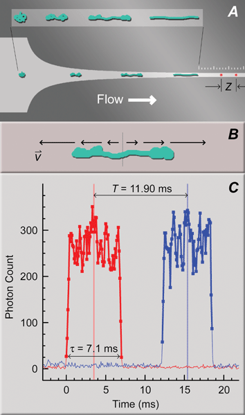 Two-spot system for interrogating DNA conformations after stretching in mixed microflows. (A) CAD drawing of a funnel for high strain rate flows similar to those used in this study (constant strain rate design, wi = 50 µm, wf = 2.5 µm, lF = 125 µm, see Table 1), with a superimposed cartoon of DNA responding to the elongational component of the flow. The inset is provided for clarity. The constant width exit channel begins at the first tick mark on the ruler etched above the funnel (10 µm and 2 µm between major and minor tick marks, respectively). The two confocal spots for DNA fluorescence detection (red spots in the exit channel), separated by a distance, Z, are aligned at one contour length of the longest polymer in a mixture away from the end of the funnel. (B) Cartoon of DNA stretching in a pure elongational flow with a strong velocity gradient (equivalently, strain rate) along the polymer. (C) Example single DNA molecule detection event. Two similar fluorescence bursts from the separate confocal detection spots (red and blue traces for the first and second spots away from the funnel, respectively), with CMs marked as vertical lines, were separated by time T, indicating DNA velocity. Thick lines with symbols denote the contiguous region above a threshold value. The burst duration, τ, reveals the length of the molecule in the projection of flow. Z = 28 µm for this example.