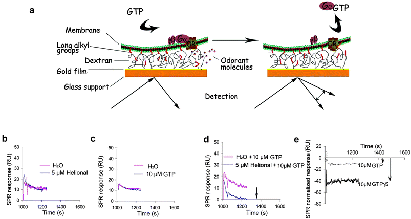 Principle of the sensor system. (a) The L1 sensor chip (BIAcore) is composed of a gold film deposited onto a glass support, on which a carboxylated dextran grafted with long alkyl groups is attached. Nanosomes are immobilized via interaction of their lipidic surface with these long alkyl chains, leaving membrane receptors fully available for ligands and G protein interactions. The scheme presents only a restricted area of the lipidic bilayer, either within an intact nanosome or part of an extended lipidic bilayer obtained from ruptured and fused nanosomes. Upon stimulation of an OR with an odorant ligand, the Gα subunit is activated and desorbed in the presence of GTP. This results in a shift of the SPR response level expressed as arbitrary resonance units (RU). No shift of the SPR response level is observed when nanosomes are stimulated either with odorant alone (b), or GTP alone (c), as compared to the control stimulated with water. The signal modification is only observed when odorant and GTP are injected simultaneously, as compared to the control stimulated with water and GTP (d). The signal relative to the release of the Gα subunit can be enhanced 4-fold by replacing GTP by GTPγS. SPR responses are normalized as the differential relative to the corresponding controls obtained by replacing odorant with water (e).
