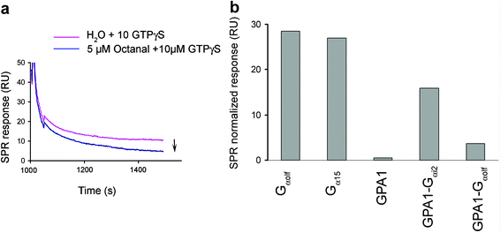 Efficiency of coupling of immobilized ORI7 with different Gα subunits. (a) Nanosomes prepared from ORI7 strain additionally transformed to co-express Gαolf subunit were immobilized on the sensor chip and stimulated with 5 µM octanal and 10 µM GTPγS. Receptor stimulation by the odorant resulted in the decrease of the SPR response as presented in overlay plots for octanal and water stimulations. (b) Relative decrease data were normalized to the amount of nanosomes immobilized.