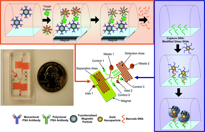 Implementation of the bio-barcode assay within a microfluidic device. First, magnetic particles functionalized with monoclonal PSA antibodies are introduced into the separation area of the chip. The particles are then immobilized by placing a permanent magnet under the chip, followed by introduction of the sample and gold nanoparticles that are decorated with both polyclonal antibodies and barcode DNA. The barcode DNA is then released from the gold nanoparticles and is transported to the detection area of the chip. The detection area of the chip is patterned with capture DNA. Salt and a second set of gold nanoparticles functionalized with complementary barcode DNA sequences are introduced into the detection area to allow hybridization. Finally, the signal from the gold nanoparticles is amplified using silver stain.