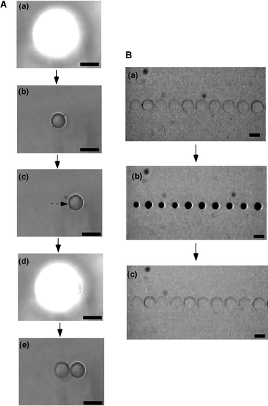 Preparation of PNIPAAm microgel array by local photo-irradiation (scale bars: 100 µm). A: (a) 1st irradiation of UV spotlight (15 s), (b) formation of 1st microgel, (c) movement of stage, (d) 2nd UV irradiation (15 s), (e) formation of 2nd microgel. B: Swelling–deswelling changes of the PNIPAAm microgel array in response to stepwise temperature changes between 20 °C (a,c) and 40 °C (b).