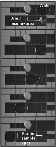Video sequence (top-to-bottom) depicting digital microfluidics-based analysis of a sample containing insulin and urea. The large electrodes are used to move a water droplet to the dried spot, where it selectively dissolves the urea. Because the rinsing droplet primarily touches clean surfaces on the surrounding electrodes, it is easily moved away, leaving behind an (invisible) insulin film. Reproduced from ref. 99.