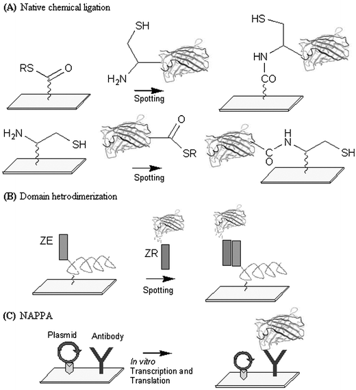 Various strategies developed for fabricating protein microarrays. (A) Covalent attachment using native chemical ligation.18, 19 (B) Leucine zipper domain hetrodimerization.20 (C) Nucleic acid programmable protein array.24