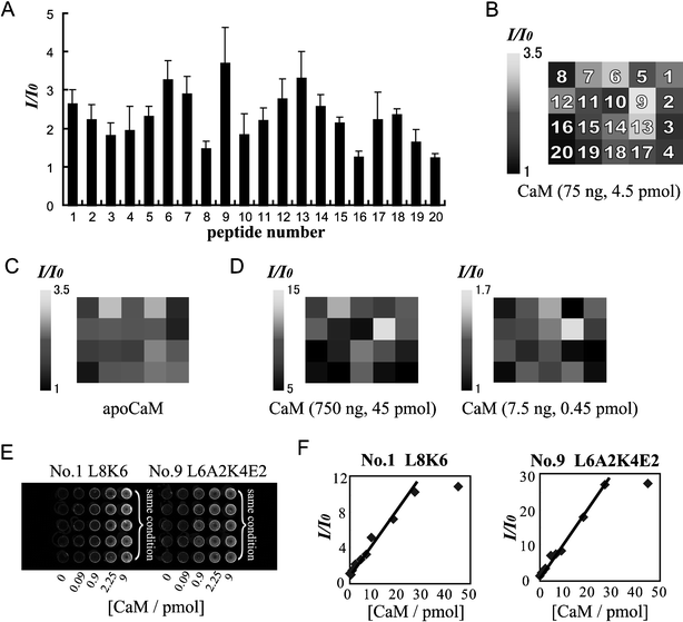 (A) A fluorescence response pattern of the α-helical peptide mini-library upon addition of 75 ng CaM with the dry peptide array system. λex 543 nm, λem 570 nm. [Peptide] = 1.5 pmol. (B) The ‘protein fingerprint’ (PFP) of CaM (75 ng, 4.5 pmol). (C) The PFP of apoCaM (CaM (75 ng, 4.5 pmol) with 150 pmol EDTA). (D) The PFPs of CaM (750 ng, 7.5 ng). (E) A scanned image of L8K6 (No. 1) and L6A2K4E2 (No. 9) upon addition of CaM at various concentrations. (F) Fluorescence intensities of L8K6 (No. 1) and L6A2K4E2 (No. 9) upon addition of CaM at various concentrations. All data show the average of 5 measurements.