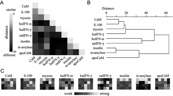 (A) The Euclidian distance matrix between the various PFPs. (B) The dendrogram of various PFPs generated by the analysis of the Euclidian distances. (C) Normalized PFPs of various proteins.