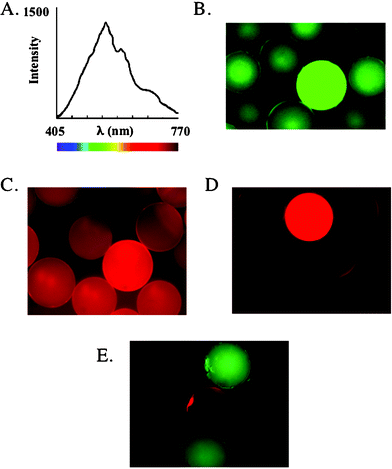 (A) Fluorescence emission spectra of TentaGel beads recorded on a hyperspectral microscope (excitation 330–380 nm). Reprinted with permission from ref. 12. Copyright (2003) Wiley-VCH Verlag GmbH & Co KG. Photomicrographs of (B) Sorted beads from an 500 nM MBP-Mdm2-Fluorescein semi-automated screen mixed with beads that did not show any binding. (C) 500 nM MBP-Mdm2-Texas red based manual screen that shows very low contrast between the “hit” and “non-hit” beads. (D) GST-CBP-Texas red screened against a 6 mer peptoid library yielded very good contrast and a very specific ligand for CBP. (E) Mixture of beads displaying a ubiquitin binding and a control peptide incubated with biotinylated ubiquitin and subsequently visualized with streptavidin-coated quantum dots. The beads displaying the ubiquitin binding peptide shows up as a red fluorescent bead whereas the control beads show a distinct green fluorescence.