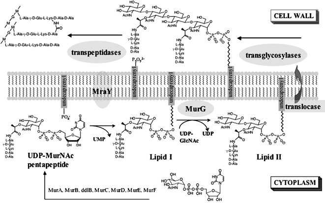 Peptidoglycan biosynthesis.