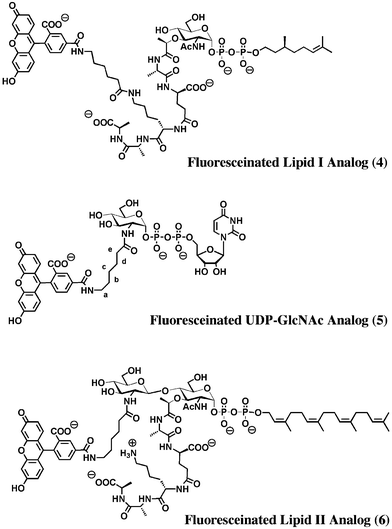 Structures of fluorescein-labeled peptidoglycan precursors.