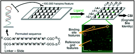 Illustration of a CSI microarray and the experimental approach. Each hairpin probe is composed of a permuted hairpin stem (N1–N8) with a 3 bp flanking sequence (CGC) on either side. N′ represents the exact complement to the permuted (N) forward sequence. A fluorescently tagged ligand is applied to the microarray to obtain a comprehensive ligand-binding profile. In addition to reference grid features, high intensity features are circled, indicating tight binding of the ligand to that specific probe sequence. Reprinted with permission from Proc. Natl. Acad. Sci. U. S. A., 2006, 103, 867–872. Copyright 2006 National Academy of Sciences, U. S. A.