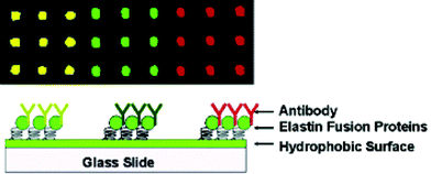 ELP-based immobilization of antibody arrays. Reprinted with permission from J. Am. Chem. Soc., January 25, 2006, volume 128, issue 3, pages 676–677 (DOI: 10.1021/ja056364e). Copyright 2006 American Chemical Society.
