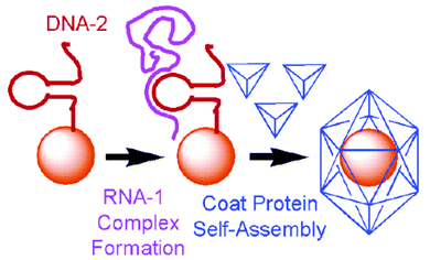 Encapsulation of gold nanoparticles. The procedure mimics the encapsulation of the genome using an oligonucleotide (DNA-2) to capture the larger polycistronic RNA-1. The loop–RNA complex forms the origin of assembly that binds to the coat proteins. Reprinted with permission from J. Am. Chem. Soc., April 12, 2006, volume 128, issue 14, pages 4502–4503. Copyright 2006 American Chemical Society.