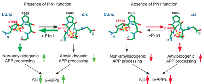 Pin1 affects the balance of amyloidogenic and non-amyloidogenic processing of phosphorylated APP by catalyzing the cis→trans isomerization of pThr–Pro motif. Adapted by permission from Macmillan Publishers Ltd: Nature, 2006, 440, 528–534 (www.nature.com), copyright 2006.