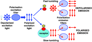 Schematic diagram of the instrument set-up used to detect a polarized signal. Arrows indicate the orientation of the excitation light and the orientation of the fluorescence emitted by the probe, which is dependent on its tumbling speed.
