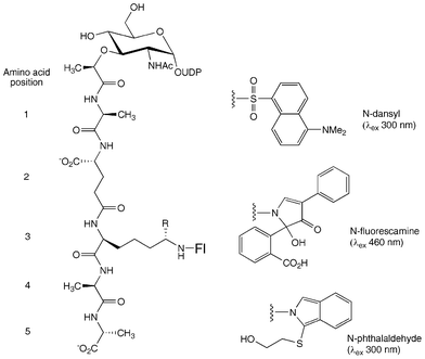 N-labelled fluorescent derivatives of UDPMurNAc-pentapeptide. R = H (Lys) or CO2H (m-DAP).