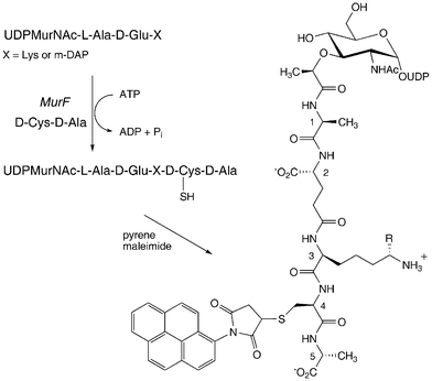 Preparation of 4-pyrene labelled UDPMurNAc-pentapeptide, using ligase MurF. R = H (Lys) or CO2H (m-DAP).