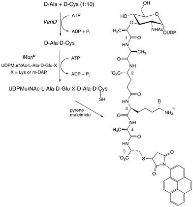 Preparation of 5-pyrene labelled UDPMurNAc-pentapeptide using ligase VanD. R = H (Lys) or CO2H (m-DAP).