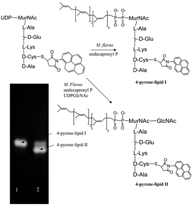 Preparation of 4-pyrene labelled lipid intermediates I and II using M. flavus membranes.