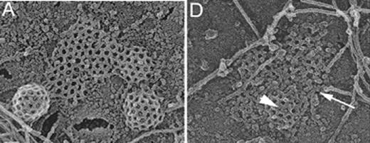 Control cells show numerous clathrin coated buds and flat lattices in electron microscopy (A). Clathrin-depleted cells are characterized by incomplete clathrin lattices (arrowhead in D) and uncoated flat clusters (arrow in D) that can be identified as AP2 domains by immunogold labelling. Figure taken from Proc. Natl. Acad. Sci. U. S. A., 2006, 103, 8715–8720. Copyright 2006 National Academy of Sciences, U.S.A.