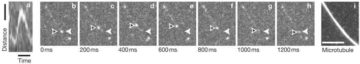 TIRF-microscopy of a dynein–dynactin–GFP that moves on a microtubule (not visible in b–h) and reverses direction. Reprinted by permission from Macmillan Publishers Ltd: Nat. Cell Biol., 2006, 8, 562–570, copyright 2006.