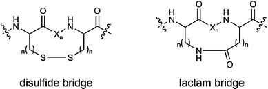Examples of long-range cyclisations (X: amino acid).