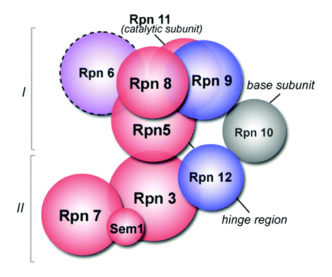 Structural organization of the 19S lid. Reproduced with permission from: Michal Sharon, Thomas Taverner, Xavier I. Ambroggio, Raymond J. Deshaies and Carol V. Robinson, PLoS Biol., 2006, 4(8), 1314–1323.
