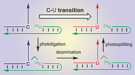 Reproduced from Chem. Comm., 2006, 3223–3225 by permission of the Royal Society of Chemistry.