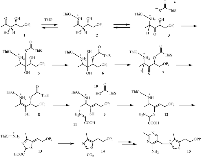 Mechanistic proposal for the formation of the thiazole moiety (14) of thiamin pyrophosphate (15).