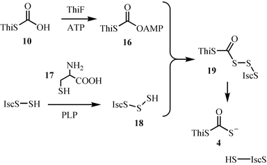 Mechanism for the formation of the sulfide carrier protein thiocarboxylate (4, ThiS–COS−).