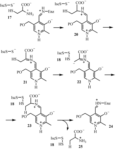 Mechanistic proposal for the formation of the IscS-persulfide 18.