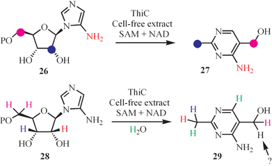 Labeling studies mapping out the conversion of aminoimidazole to the thiamin pyrimidine.