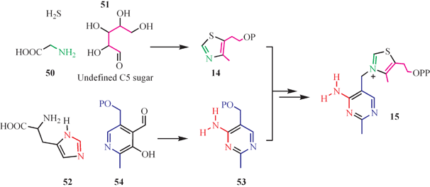 The labeling pattern for thiamin biosynthesis in yeast.