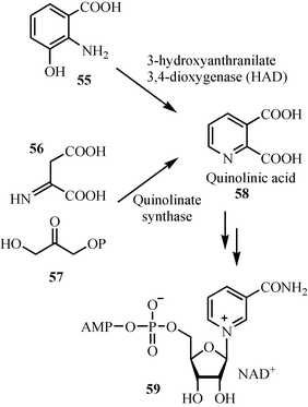 The two pathways for the biosynthesis of the pyridine ring of NAD.