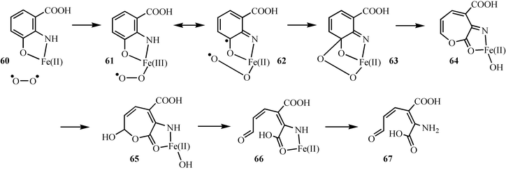 Mechanistic proposal for the oxidation of hydroxyanthranilic acid 55 to 2-amino-3-carboxymuconic acid semialdehyde 67.