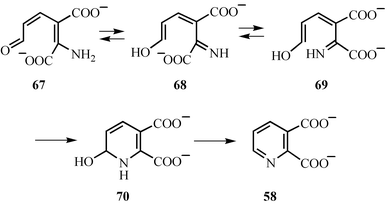 Mechanistic proposal for the formation of quinolinic acid from 2-amino-3-carboxymuconic acid semialdehyde 67.