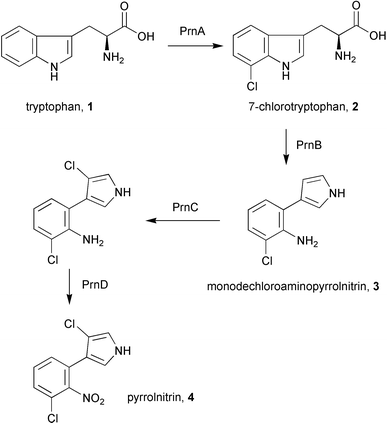 The biosynthesis of pyrrolnitrin in Pseudomonas fluorescens.
