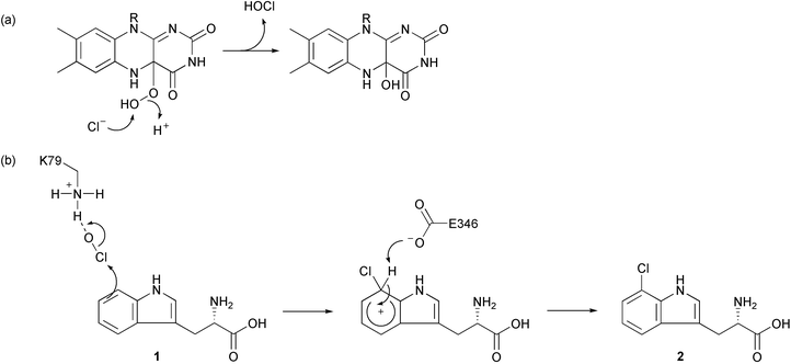 Mechanism of tryptophan chlorination catalysed by PrnA. Formation of HOCl by attack of Cl− on flavin peroxide (a) and electrophilic chlorination of tryptophan (b).