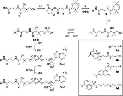 Pantothenate 1 activation and coupling to amine-terminal reporters 4a–c, followed by deprotection of 3 and in vitro enzymatic synthesis of CoA analogs 7a–c by E. coli CoAA, H. sapiens PPAT–DPCK in one pot. Reagents: (i) acetone, p-toluenesulfonic acid; (ii) EDC, N-hydroxysuccinimide, iPr2NEt, DMF; (iii) Et3N, THF; (iv) 1 M HCl, THF.