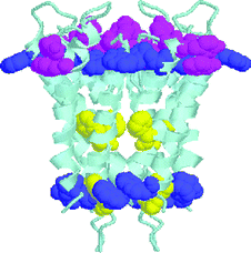 Ribbon structure of the KcsA potassium channel with Phe (yellow), Tyr (pink), Trp (blue) depicted as space filling models. This image was constructed using Protein Explorer from the crystallographic coordinates 1BL8 of the KcsA channel from Streptomyces lividans as determined by Doyle et al.5