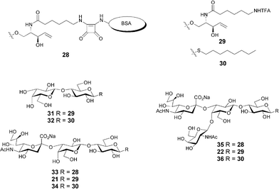 Structure of immobilized glycoconjugates (33 and 35) and soluble inhibitors (21, 22, 31, 32, 34 and 36) used for inhibition ELISA experiments.