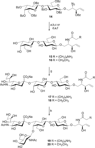 Reagents and conditions: (a) PPh3, pyridine–H2O (9 : 1), 50 °C; (b) p-nitrophenyl 6-trifluoroacetamidohexanoate, pyridine–H2O (9 : 1), 50 °C; (c) NaOMe, MeOH, 58%, three steps; (d) NaOMe, MeOH; (e) H2S, pyridine–H2O–Et3N (10 : 1 : 0.3); (f) butyric anhydride, MeOH, 40 °C, 71%, three steps; (g) α-(2,3)-Neu5Ac transferase, CMP-Neu5Ac, 80% for 17, 79% for 18; (h) β-(1,4)-GalNAc transferase, UDP-GlcNAc 4-epimerase, UDP-GlcNAc, 79% for 19, 83% for 20.
