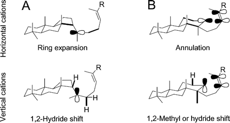 Illustration of vertical and horizontal cations for (A) 6–6–5 tricycle 2 and (B) its 6–6–6 counterpart. Thick bonds denote hyperconjugation with the cation. R = –CH2CH2CHCMe2.