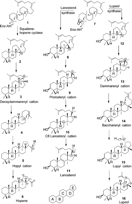 Three fundamental pathways of (oxido)squalene cyclization.