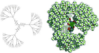 Schematic representation and CPK-representation of a computed structure of N,N′,N″-tris(l-alaninyl)-1,3,5-benzenetricarboxamide core-functionalized carbosilane dendrimer G3′.