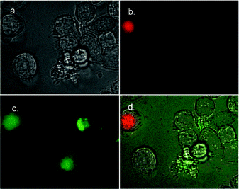 Fluorescence micrographs (600× magnification) of HeLa cells treated with camptothecin (10 µM) for 3.5 h to induce apoptosis, then simultaneously stained with 1–Fl (10 µM) and 7AAD (500 ng mL−1). Phase contrast image of treated cells is shown in (a). Fluorescence emission due to 7AAD is shown in (b), fluorescence emission due to 1–Fl is shown in (c). Overlay of both (b) and (c) onto phase contrast image in (d).