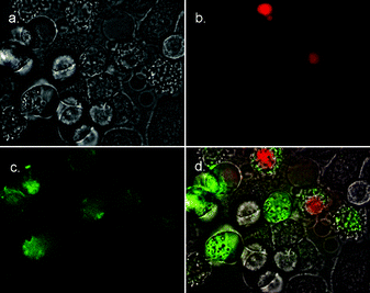 Fluorescence micrographs (600× magnification) of HeLa cells treated with camptothecin (10 µM) for 3.5 h to induce apoptosis, then simultaneously stained with 2–Fl (10 µM) and 7AAD (500 ng mL−1). Phase contrast image of treated cells is shown in (a). Fluorescence emission due to 7AAD is shown in (b), fluorescence emission due to 2–Fl is shown in (c). Overlay of both (b) and (c) onto phase contrast image in (d).