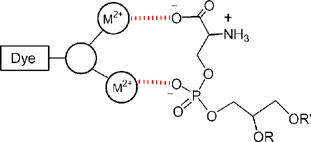 Dye-labelled, metal coordination complexes can mimic the protein annexin V and coordinate to a PS head group via the phosphate and/or carboxylate anion.