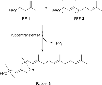 Rubber biosynthesis.